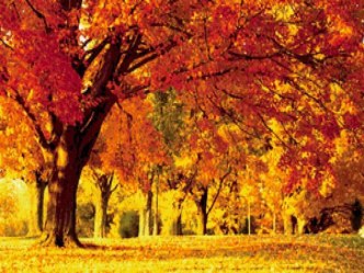 Конспект-презентация игровой образовательной ситуации Кленовый лист в технике айрис-фолдинг презентация урока для интерактивной доски по конструированию, ручному труду (средняя группа) по теме