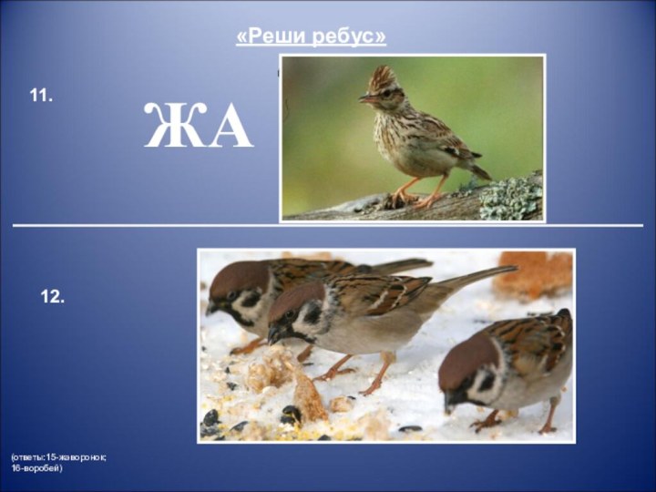 «Реши ребус»(ответы:15-жаворонок;16-воробей)11.  12.1,2,3,4,5,6,71,2,3,4,5,6  ЙЖАОКБ Е