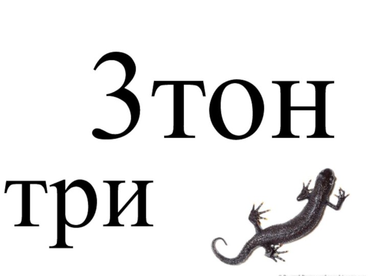 3тонтри