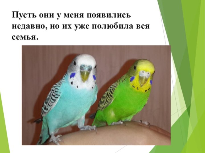 Пусть они у меня появились недавно, но их уже полюбила вся семья.