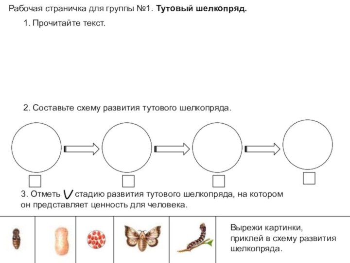 Рабочая страничка для группы №1. Тутовый шелкопряд.Вырежи картинки,приклей в схему развитияшелкопряда.1. Прочитайте