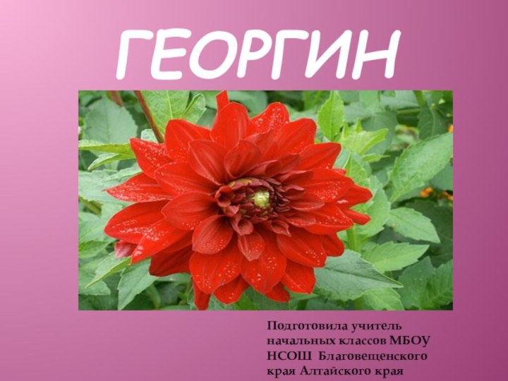 ГеоргинПодготовила учитель начальных классов МБОУ НСОШ Благовещенского края Алтайского края