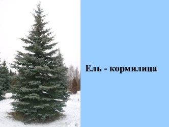 Урок русского языка. Развитие речи. Ель – кормилица. план-конспект урока по русскому языку (2 класс)