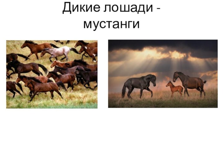Дикие лошади - мустанги