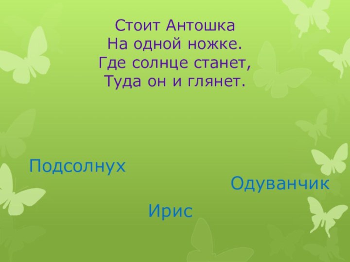 Стоит Антошка На одной ножке. Где солнце станет, Туда он и глянет. ПодсолнухИрисОдуванчик