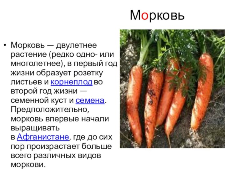 МорковьМорковь — двулетнее растение (редко одно- или многолетнее), в первый год жизни образует