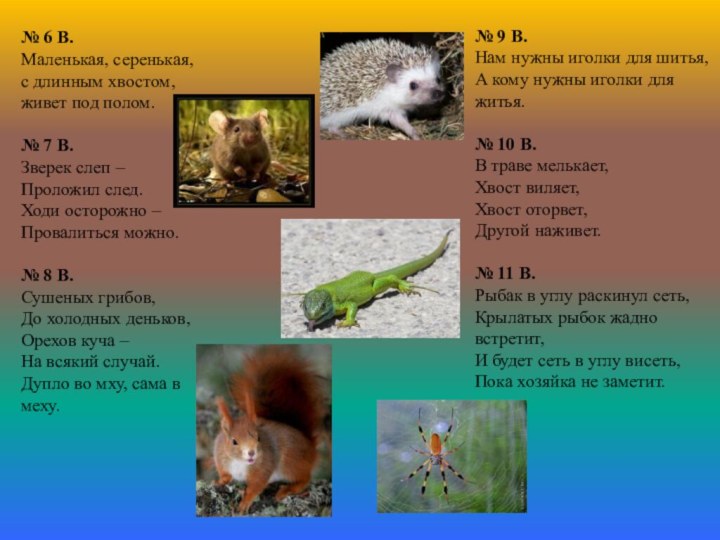№ 6 В.Маленькая, серенькая, с длинным хвостом,живет под полом.№ 7 В.Зверек слеп