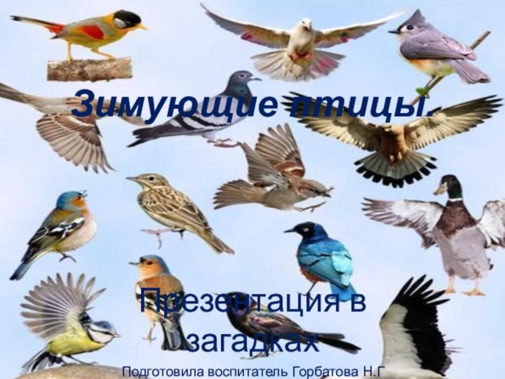 Зимующие птицы. Презентация в загадкахПодготовила воспитатель Горбатова Н.Г