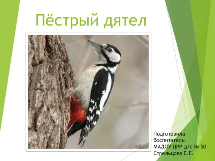 Пёстрый дятелПодготовилаВоспитатель МАДОУ ЦРР д/с № 50Стрельцова Е.Е.