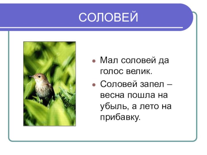 СОЛОВЕЙМал соловей да голос велик.Соловей запел – весна пошла на убыль, а лето на прибавку.