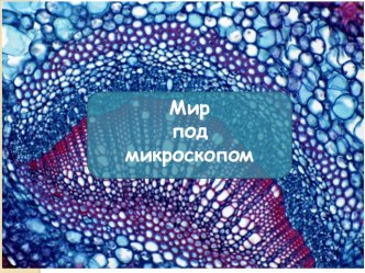 Мир под микроскопом презентация