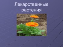 исследовательская работа Лекарственные растения презентация к уроку (окружающий мир, 4 класс)