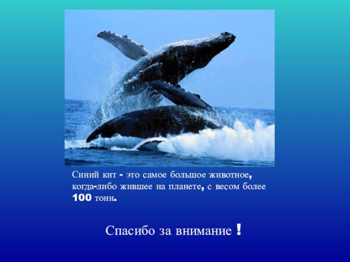 Синий кит - это самое большое животное, когда-либо жившее на планете, с
