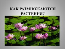 Презентация по окружающему миру Как размножаются растения презентация к уроку по окружающему миру (2 класс)