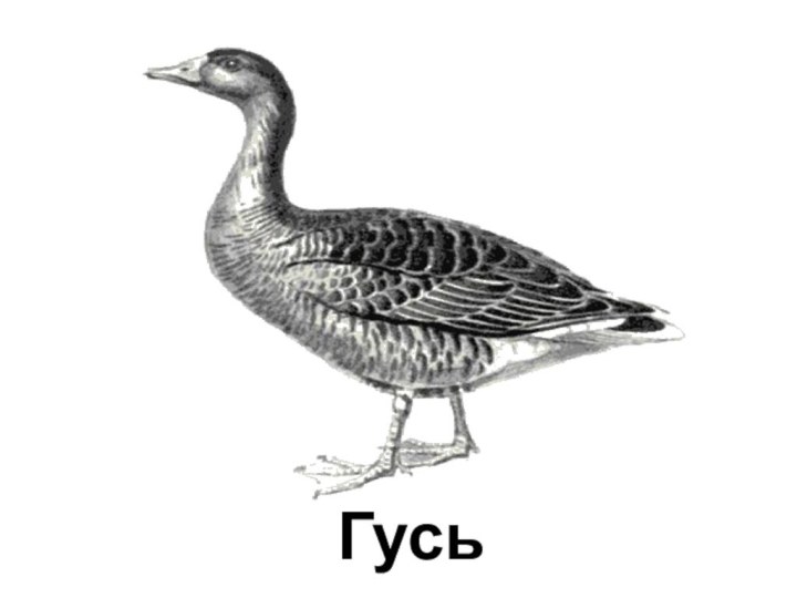 Гусь