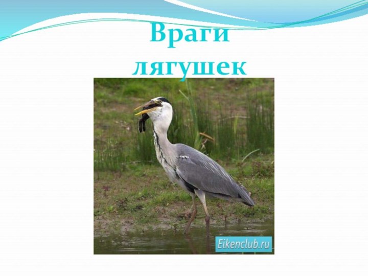 Враги лягушек