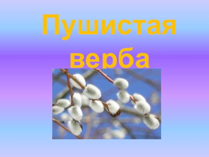 Пушистая верба