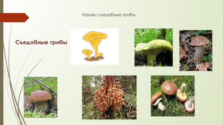 Назови съедобные грибы.Съедобные грибы