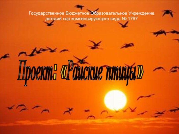 Проект: «Райские птицы» Государственное Бюджетное Образовательное Учреждение детский сад компенсирующего вида № 1767