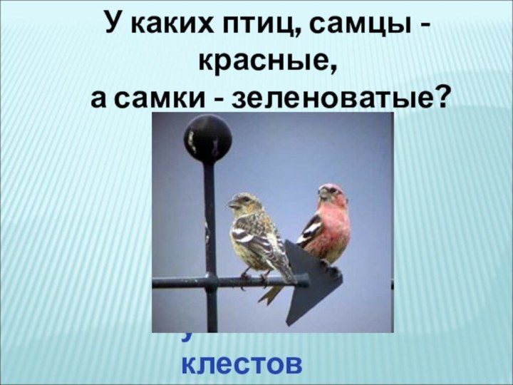 У каких птиц, самцы - красные, а самки - зеленоватые? у клестов