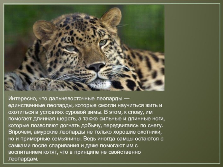 Интересно, что дальневосточные леопарды — единственные леопарды, которые смогли научиться жить и