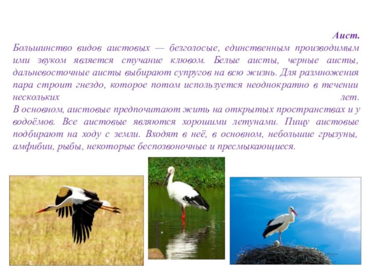 Аист. Большинство видов аистовых — безголосые, единственным производимым ими звуком является