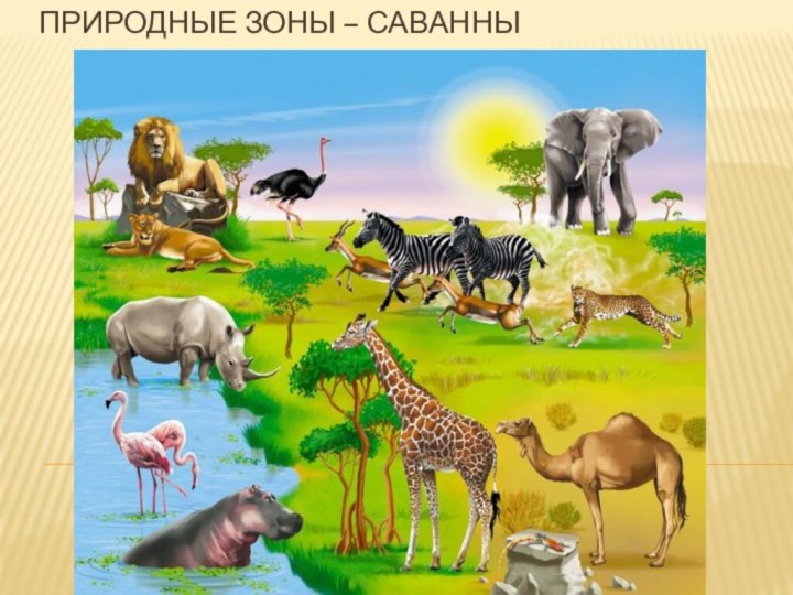 Природные зоны – саванны