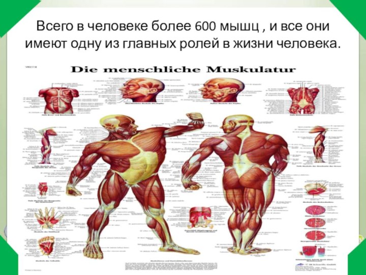 Всего в человеке более 600 мышц , и все они имеют одну