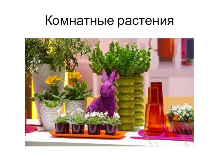 Комнатные растения