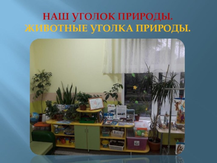 НАШ УГОЛОК ПРИРОДЫ. ЖИВОТНЫЕ УГОЛКА природы.