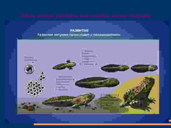 Здесь можно увидеть все стадии жизни лягушки