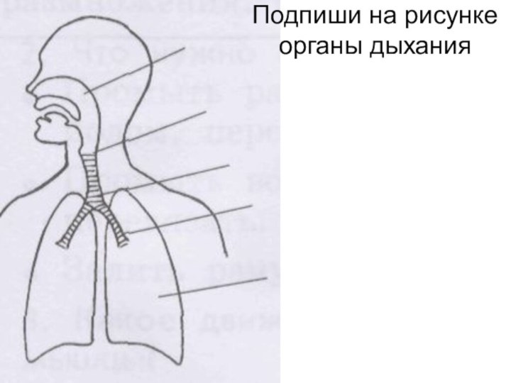 Подпиши на рисунке органы дыхания