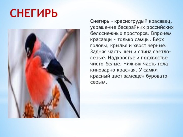 Снегирь - красногрудый красавец, украшение бескрайних российских белоснежных просторов. Впрочем красавцы -