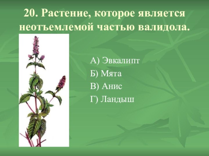 20. Растение, которое является неотъемлемой частью валидола.А) ЭвкалиптБ) МятаВ) АнисГ) Ландыш