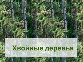 Хвойные деревья презентация к уроку по окружающему миру по теме