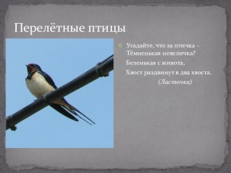 Конспект занятия в детском саду : Перелетные и зимующие птицы. план-конспект