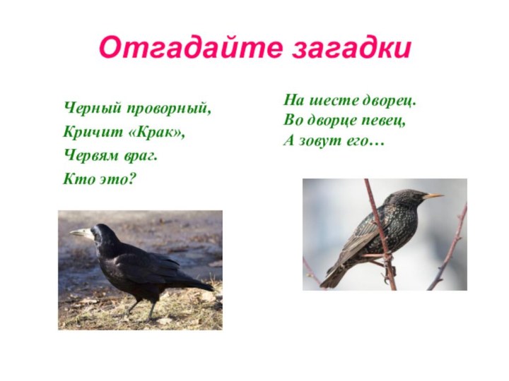 Отгадайте загадкиЧерный проворный,Кричит «Крак»,Червям враг.Кто это?На шесте дворец.Во дворце певец,А зовут его…