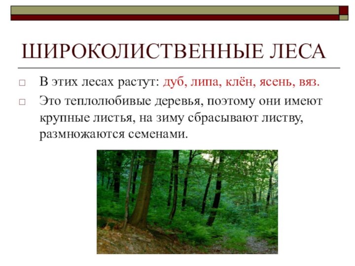 ШИРОКОЛИСТВЕННЫЕ ЛЕСАВ этих лесах растут: дуб, липа, клён, ясень, вяз.Это теплолюбивые деревья,