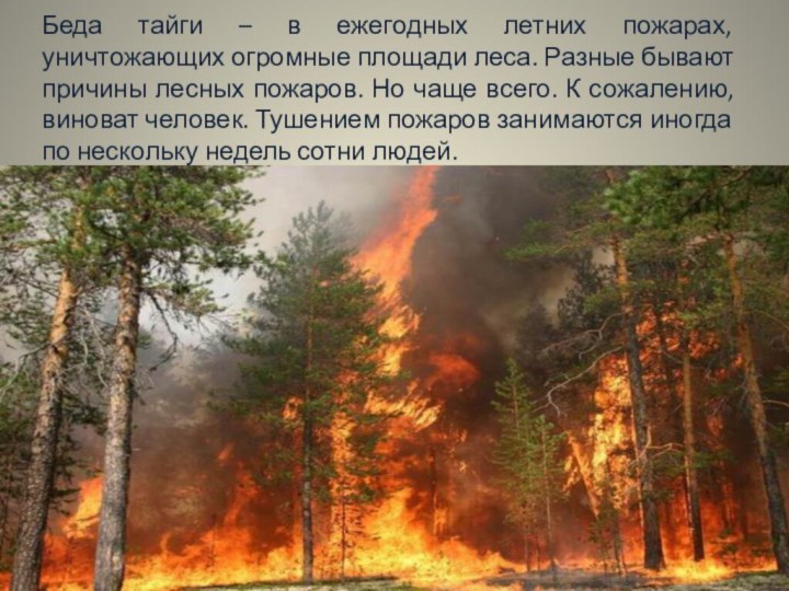 Беда тайги – в ежегодных летних пожарах, уничтожающих огромные площади леса. Разные