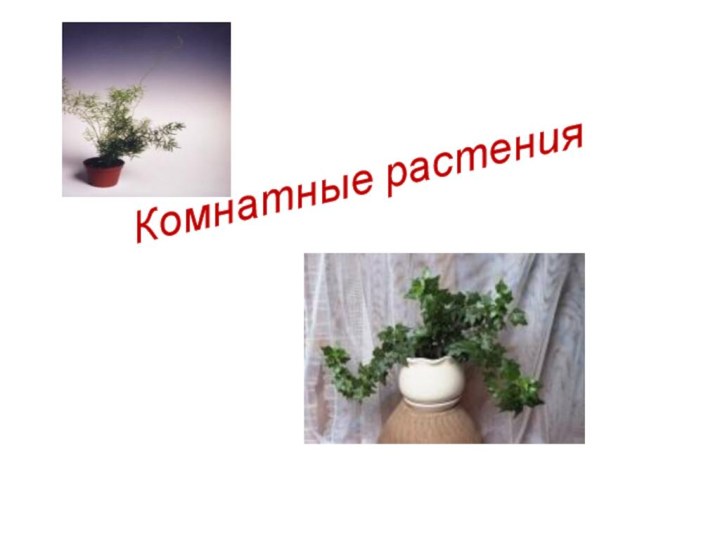 Комнатные растения