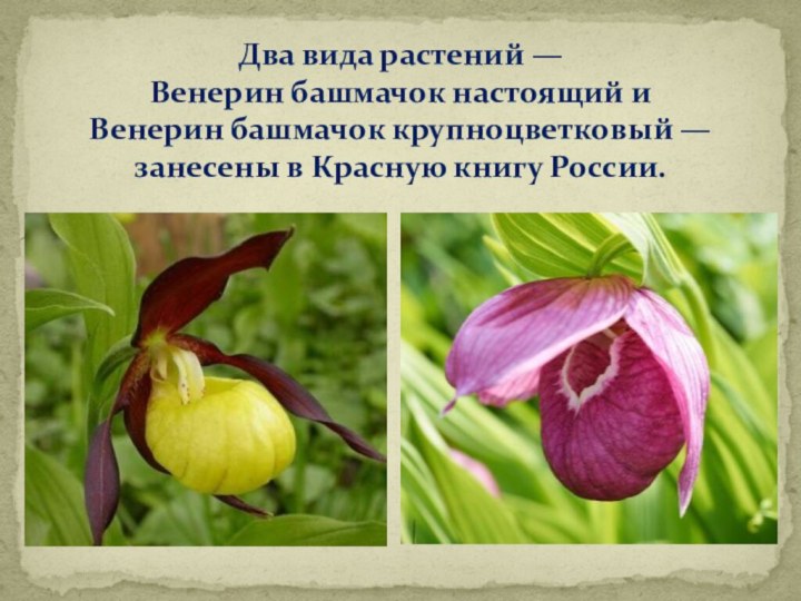 Два вида растений — Венерин башмачок настоящий и Венерин башмачок крупноцветковый —