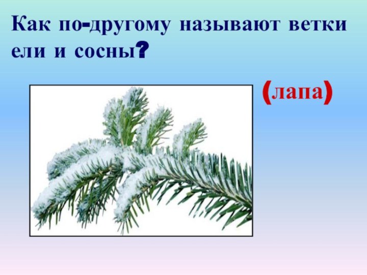 Как по-другому называют ветки ели и сосны? (лапа)