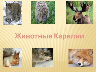 Конспект занятия : Животные Карелии план-конспект занятия (старшая группа) по теме