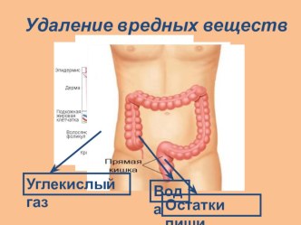 Учебно-методический комплект по окружающему миру Как почки удаляют вредные вещества из организма, 4 класс, ПНШ учебно-методический материал по окружающему миру (4 класс) по теме