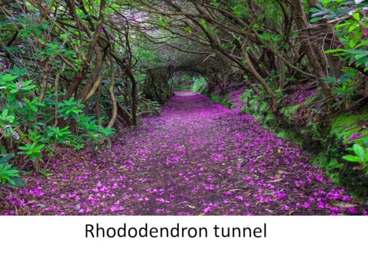 Rhododendron tunnel