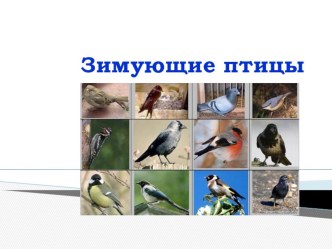 Презентация Зимующие птицы презентация к занятию по развитию речи (старшая группа)
