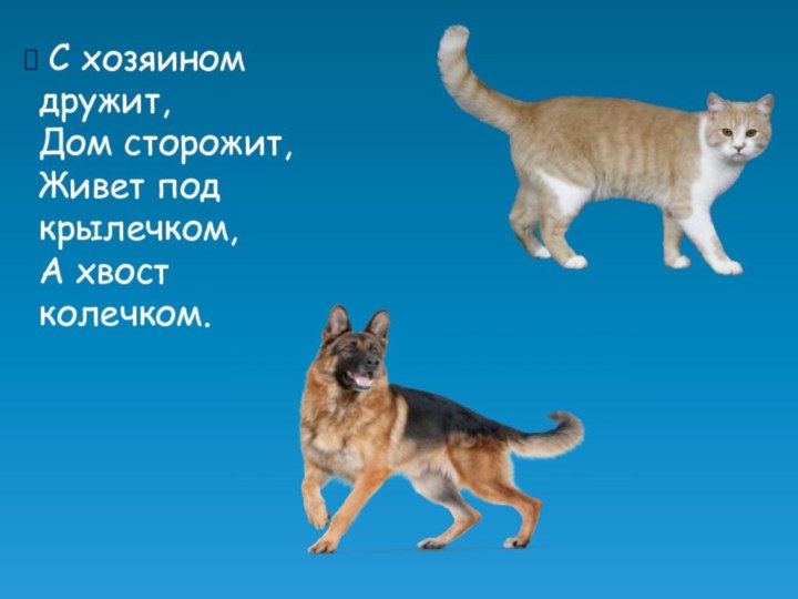 С хозяином дружит,  Дом сторожит,  Живет под крылечком,  А хвост колечком.