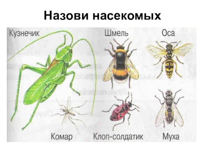 Назови насекомых