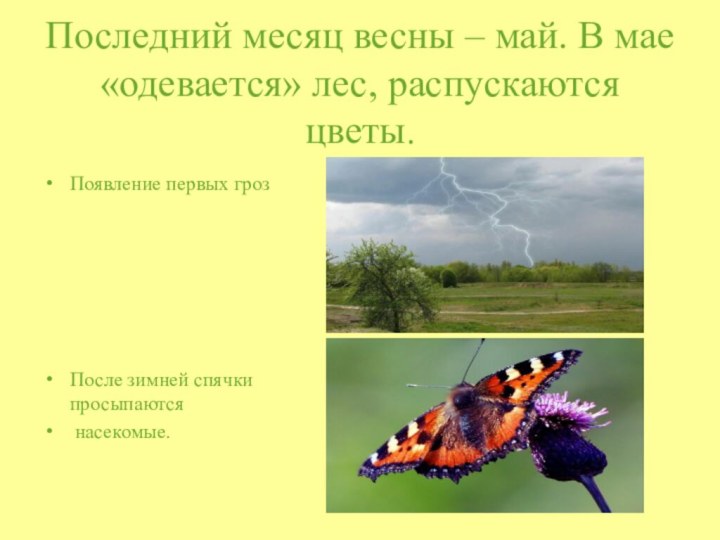 Последний месяц весны – май. В мае«одевается» лес, распускаются цветы.  Появление