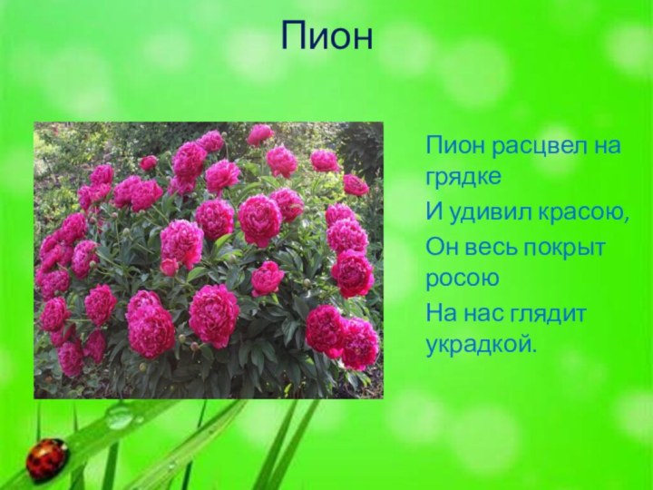 ПионПион расцвел на грядкеИ удивил красою,Он весь покрыт росою На нас глядит украдкой.